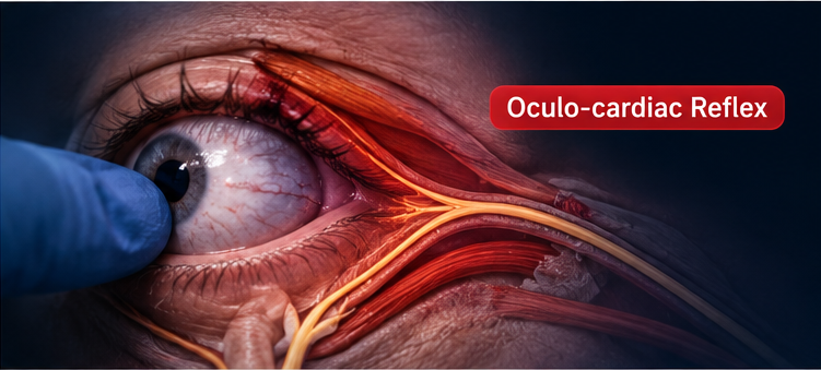 Figure 2: the oculo-cardiac reflex pathway